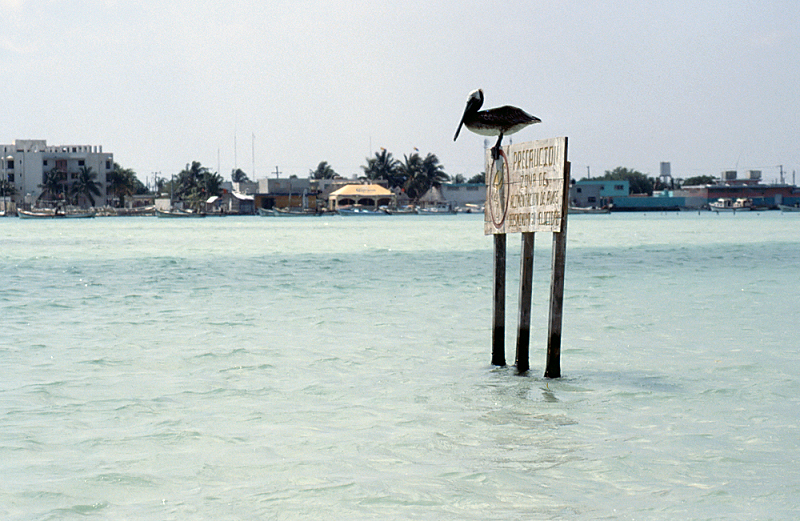 190_Bruine pelikaan, Rio Lagartos.jpg